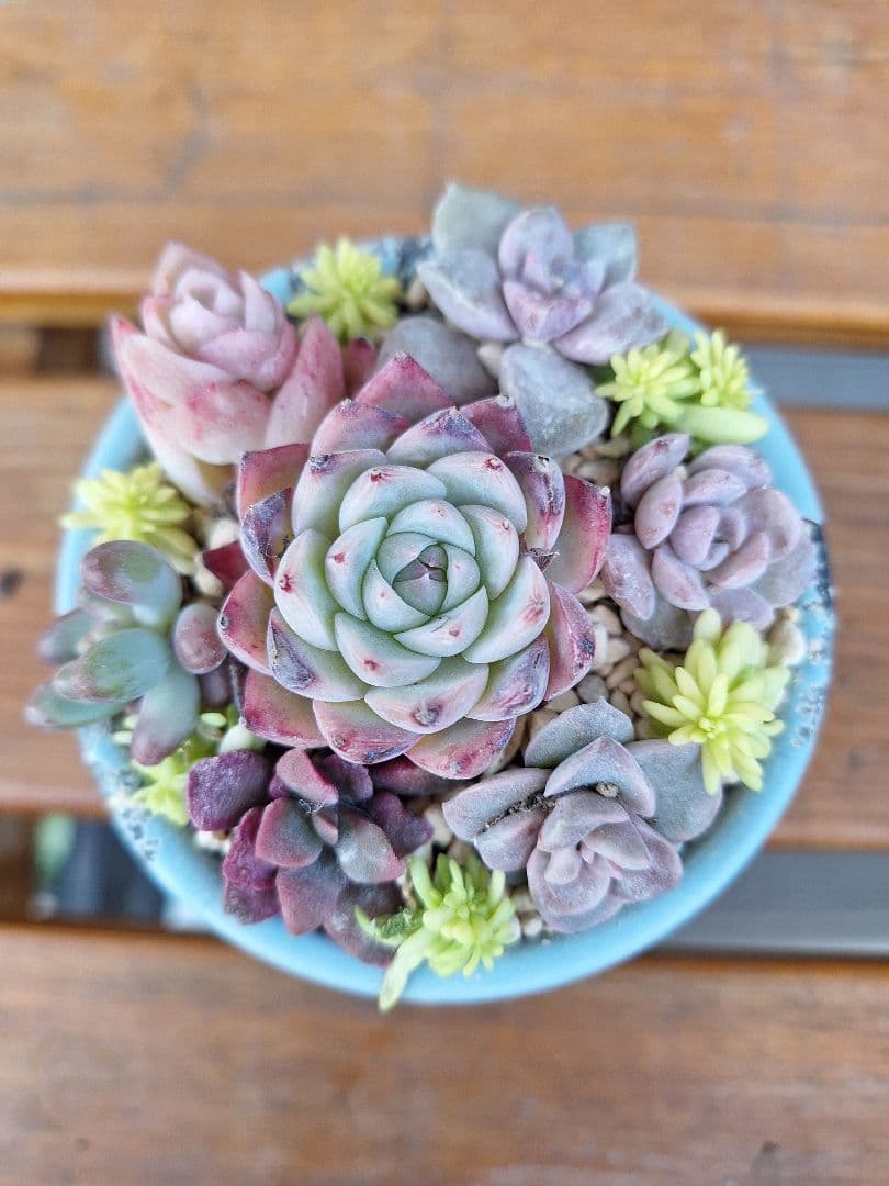 売り切れ　ピンククリスタル 寄せ植え