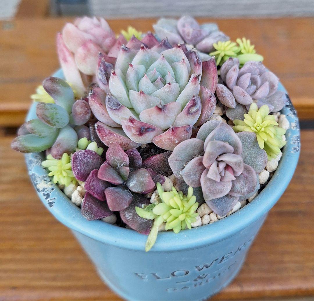 売り切れ　ピンククリスタル 寄せ植え