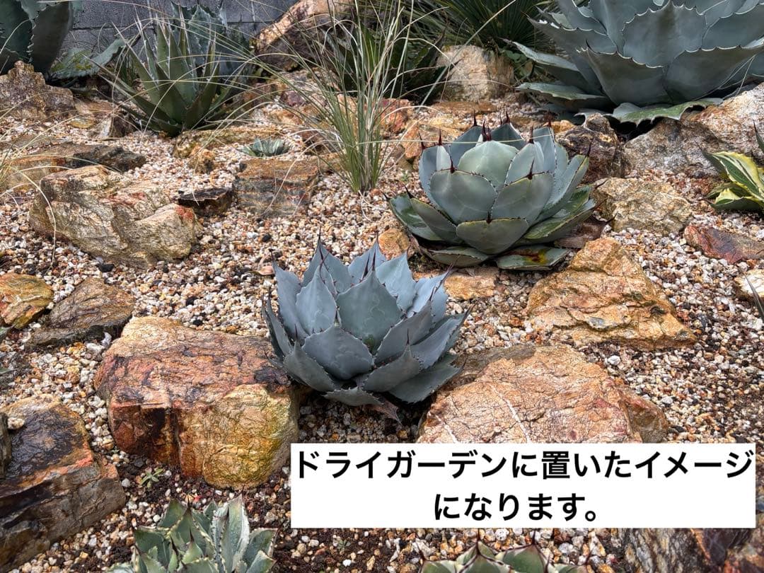 アガベ　パリー　トランカータ　実生　大株