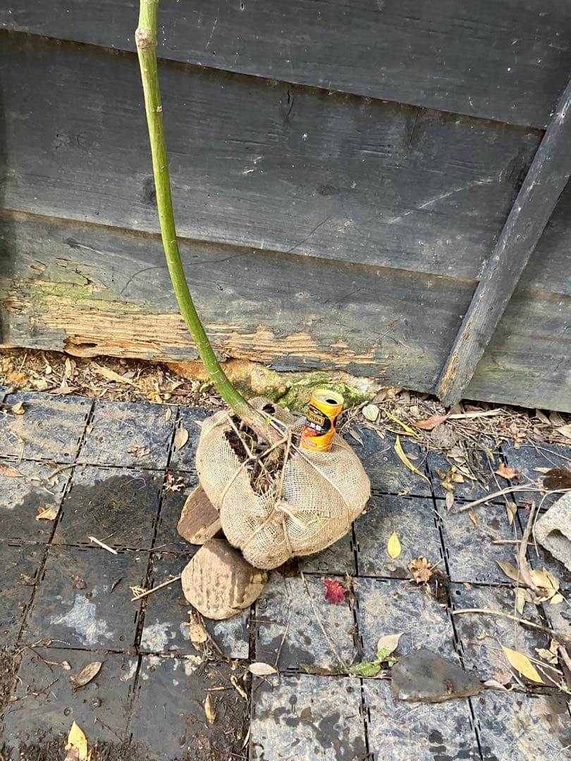 山採り　ウリハダカエデ