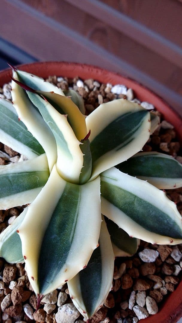 フラワー・ガーデニング Agave applanata 'Butter Cream' 68