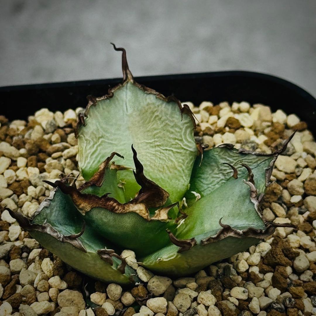 よ*ー様 アガベ・チタノタ・【龍球会ー金】或いは【黒王】多肉植物 天芽　未発根