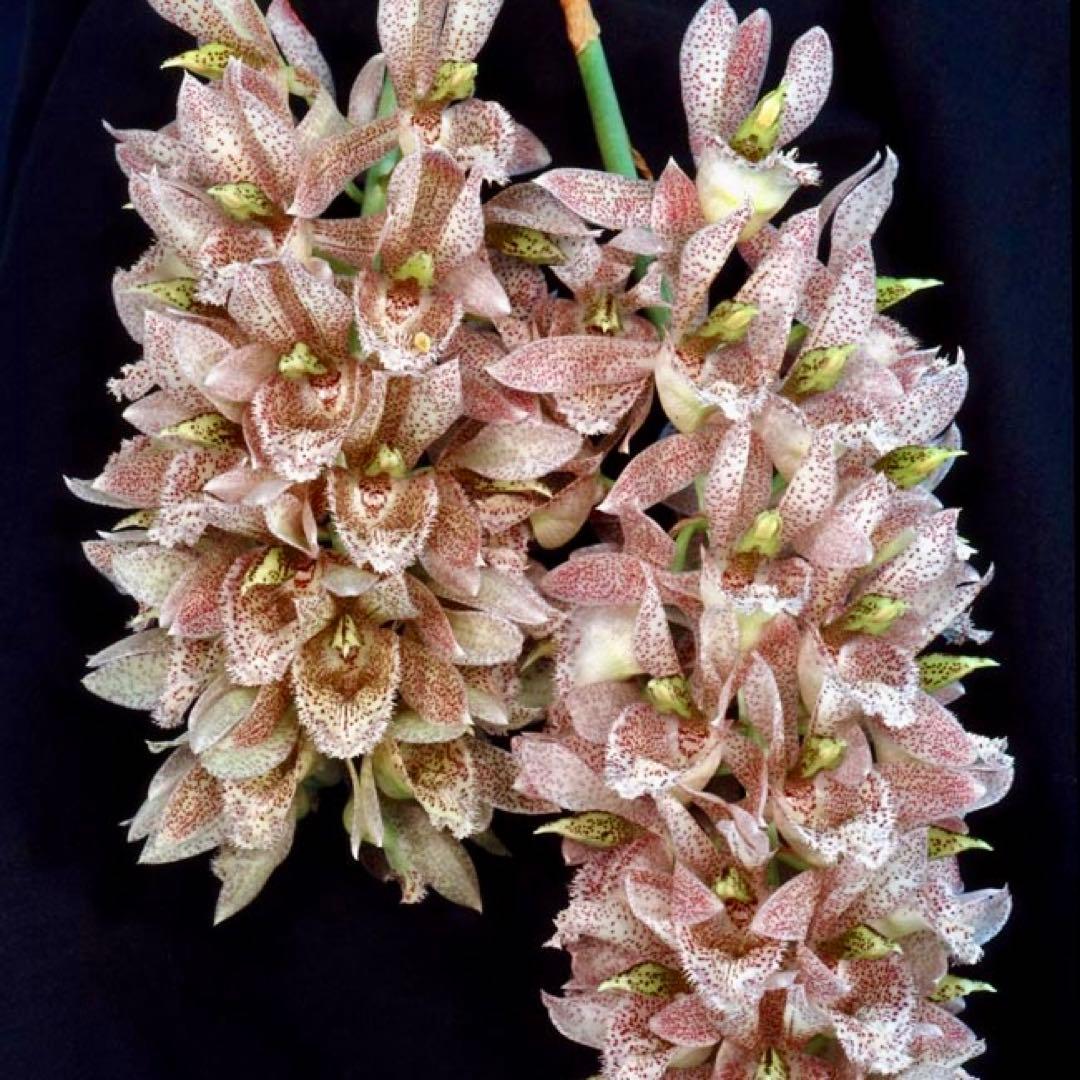 SVO 実生 タケノコ蘭 カタセタム Clowesetum