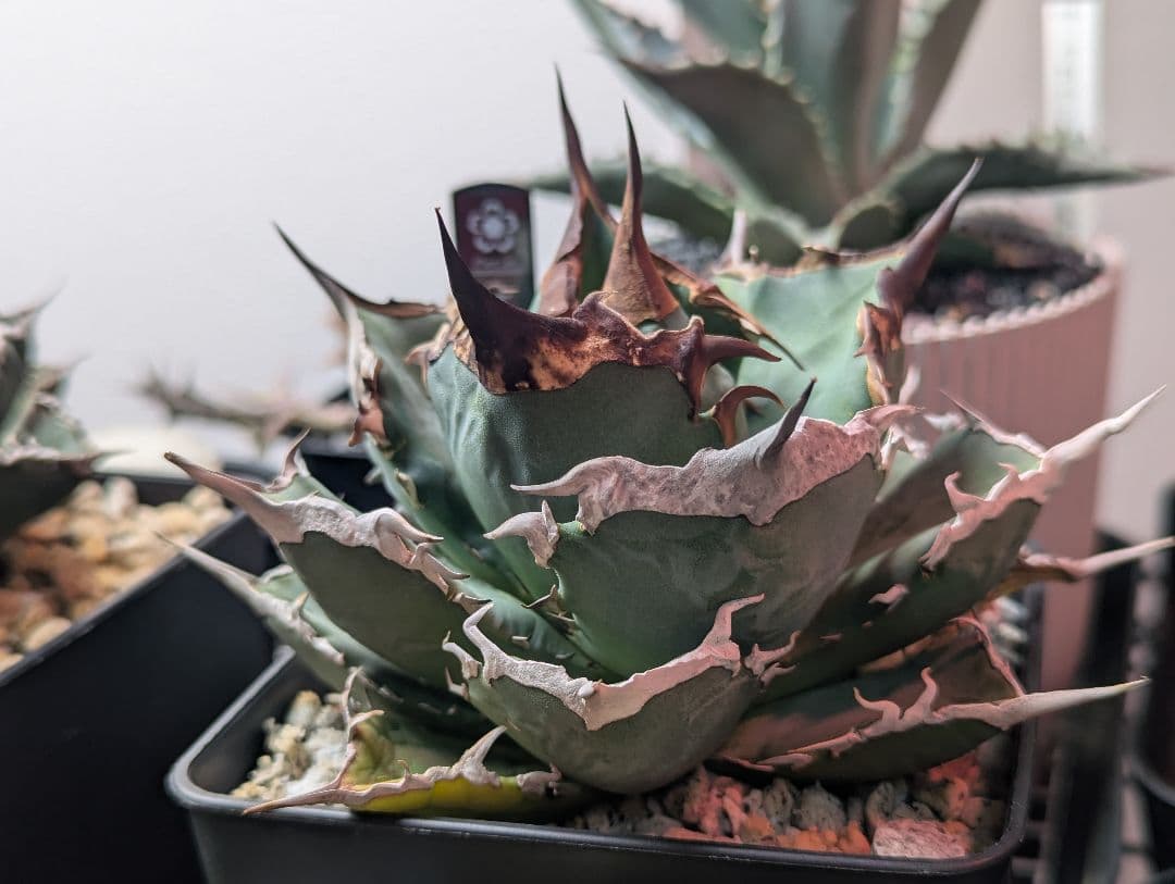 チタノタ「青犀牛」強烈鋸歯 トリコーム・極厚バンド タグ・鉢ごと発送