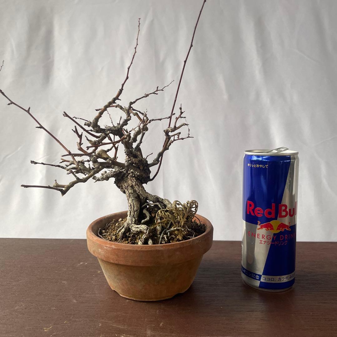 【盆栽 匿名配送 送料込み】 クマヤナギ(熊柳)A