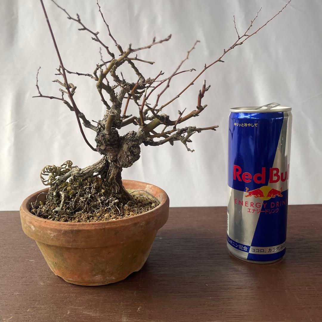 【盆栽 匿名配送 送料込み】 クマヤナギ(熊柳)A