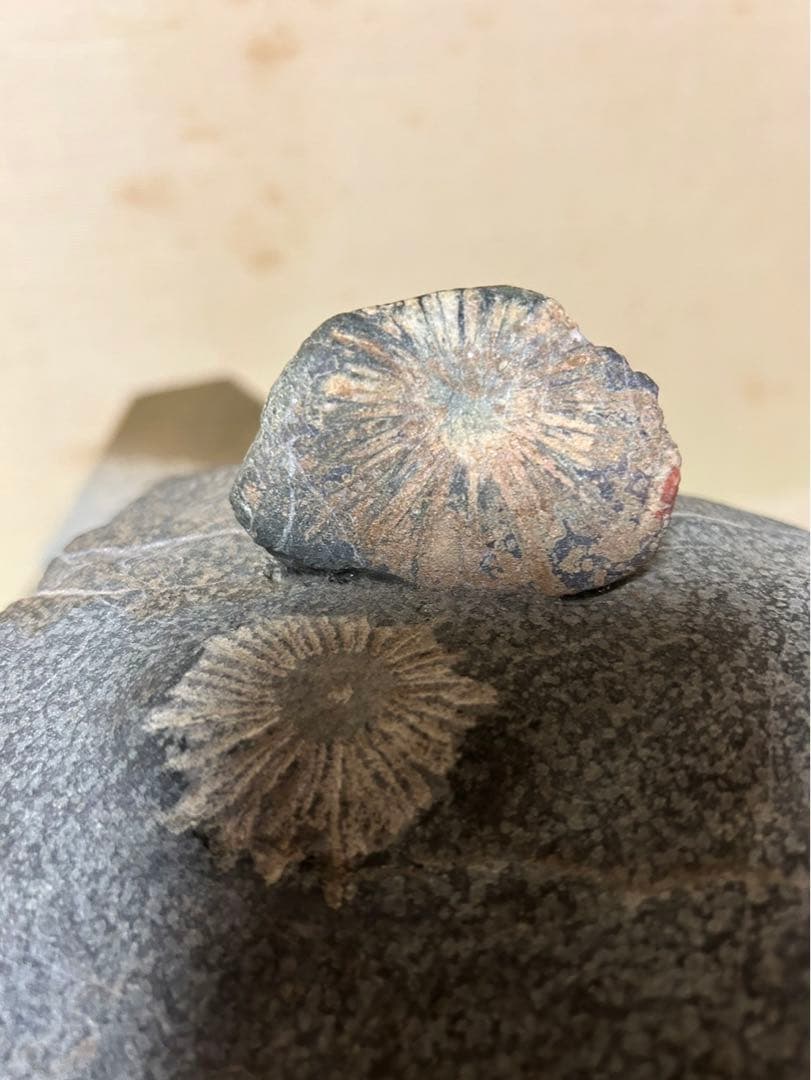 菊花石　灯篭　鑑賞石