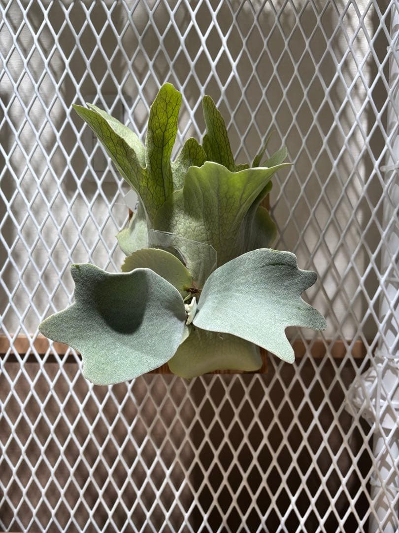 P. Unicorn,P. willinckii Watchara 親株