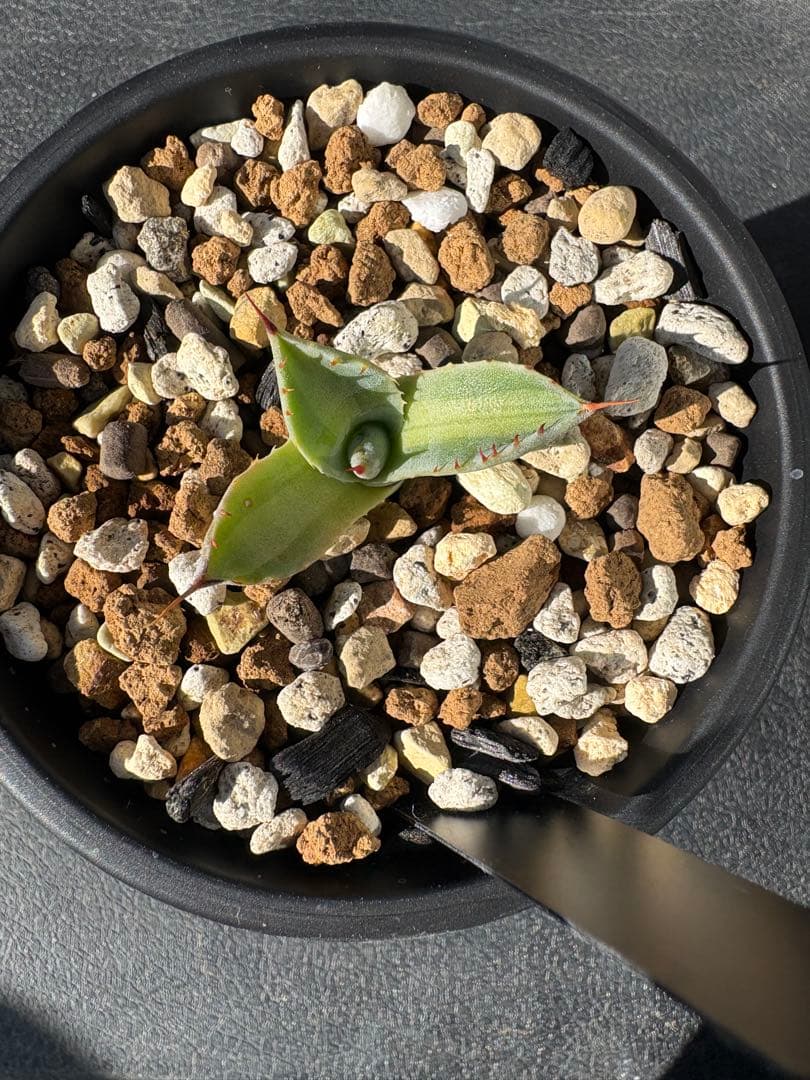 アガベ　パリー　トランカータ　〝ジャックポット〟