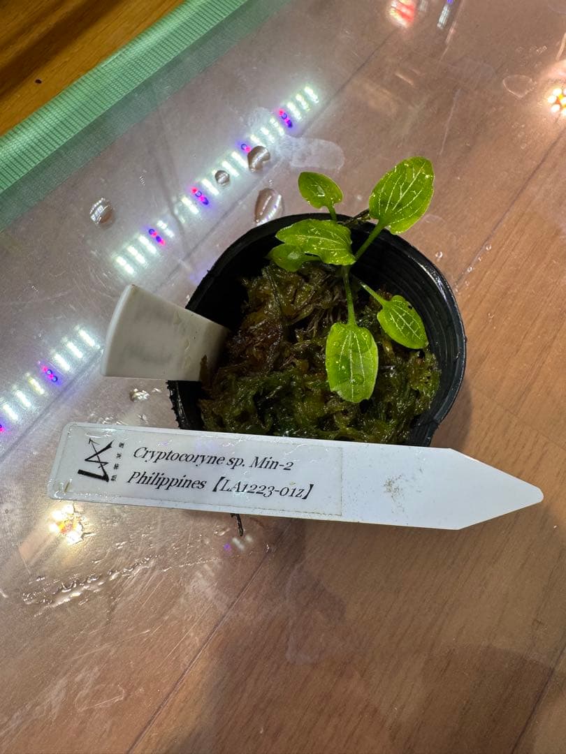 Cryptocoryne sp. Min-2 フィリピン産　正月セール4日まで