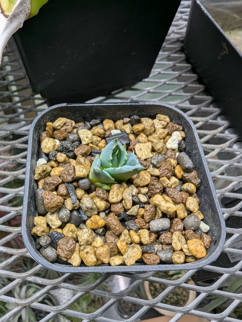 左*舷様 Agave hybrid エボリスピナ × ブラック＆ブルー 陽炎 チ