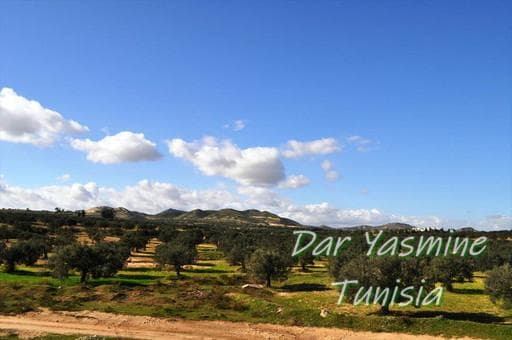 オリーブの木　カッティングボード　持ち手ありフリー　時々個性あり　約36cm