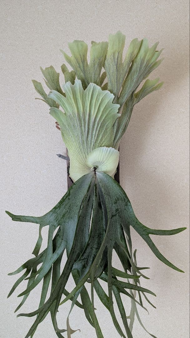 willinckii Crown／ロイヤルクラウン／ウィリンキー／子株