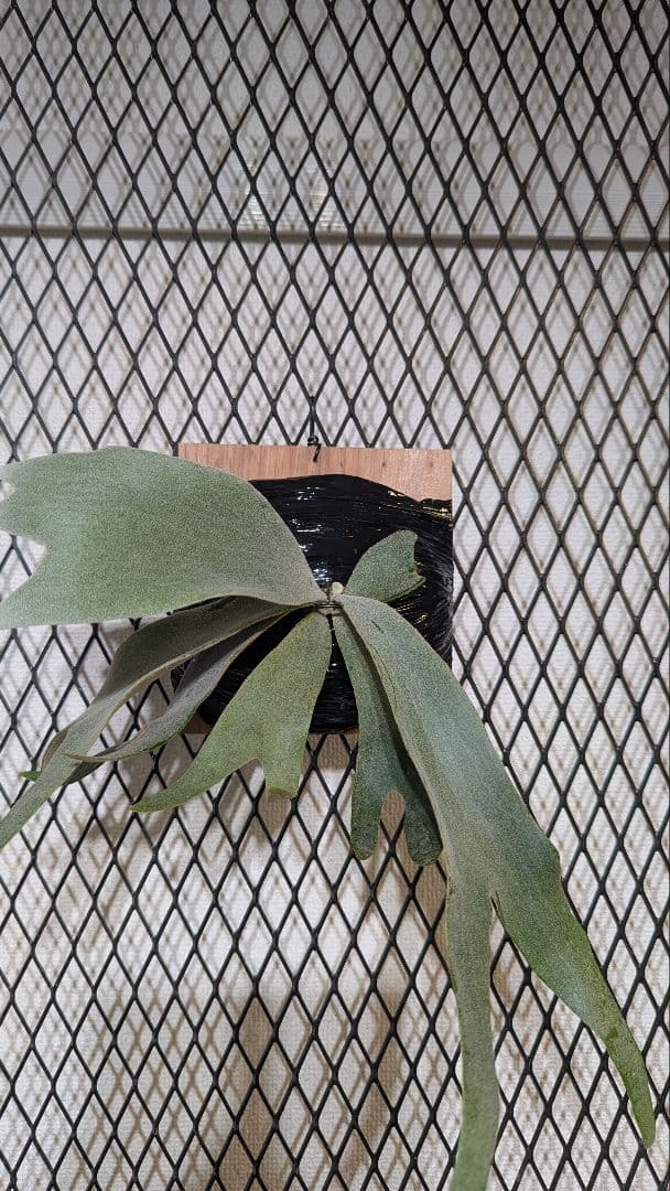 willinckii Crown／ロイヤルクラウン／ウィリンキー／子株