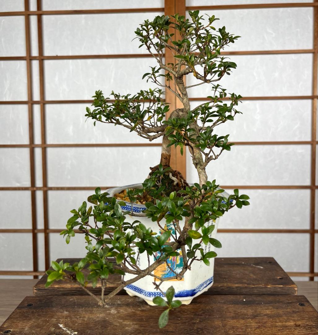 【皐月(さつき)】 \"明美の月(あけみのつき)\" 盆栽 / 洒落木◎