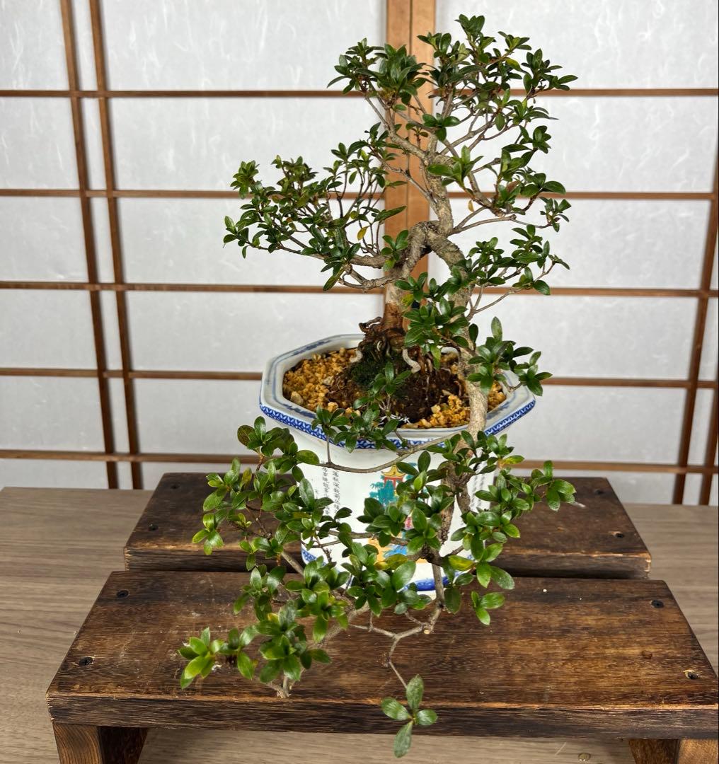 【皐月(さつき)】 \"明美の月(あけみのつき)\" 盆栽 / 洒落木◎