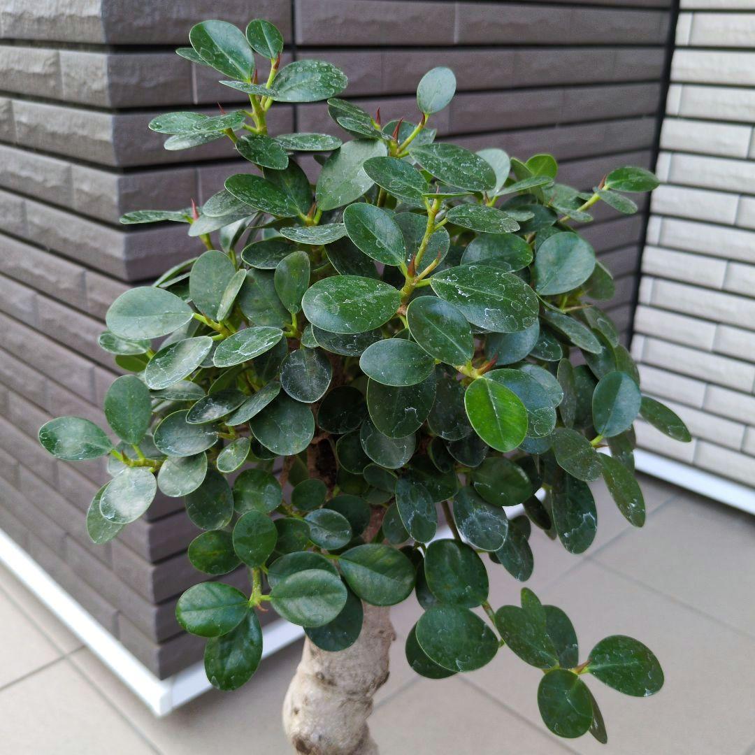 観葉植物　パンダガジュマル　８号ポット　多幸の木　Ｂ
