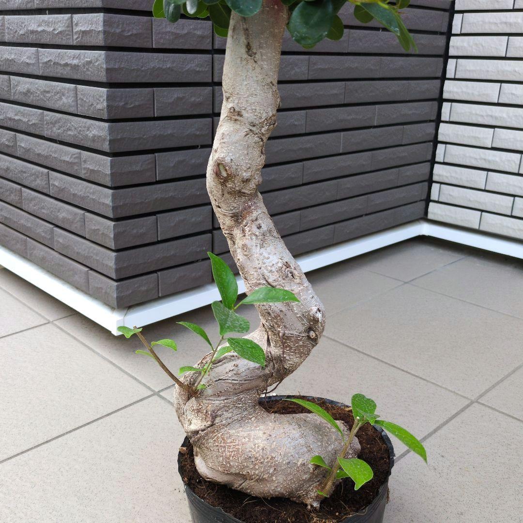 観葉植物　パンダガジュマル　８号ポット　多幸の木　Ｂ