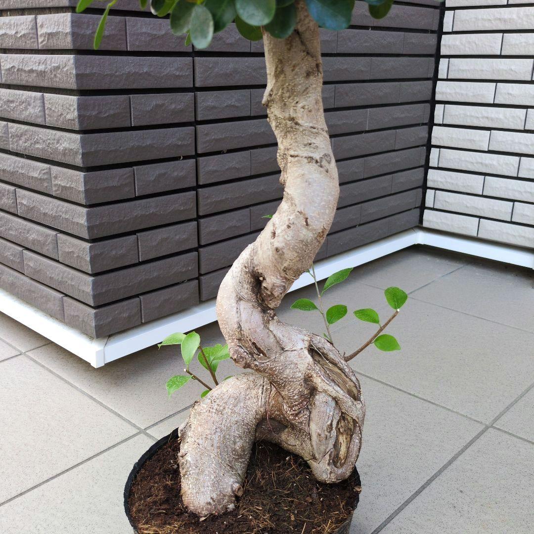 観葉植物　パンダガジュマル　８号ポット　多幸の木　Ｂ