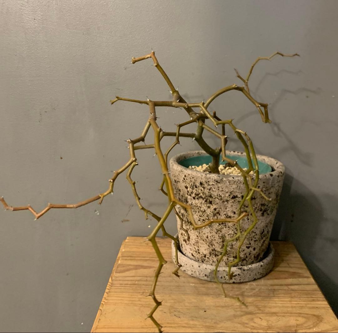 デカリア マダガスカルエンシス 陶器鉢 お皿付き