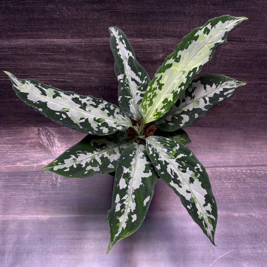 アグラオネマ ピクタム オリジナル実生株(MB-2024/MC1NM-11)