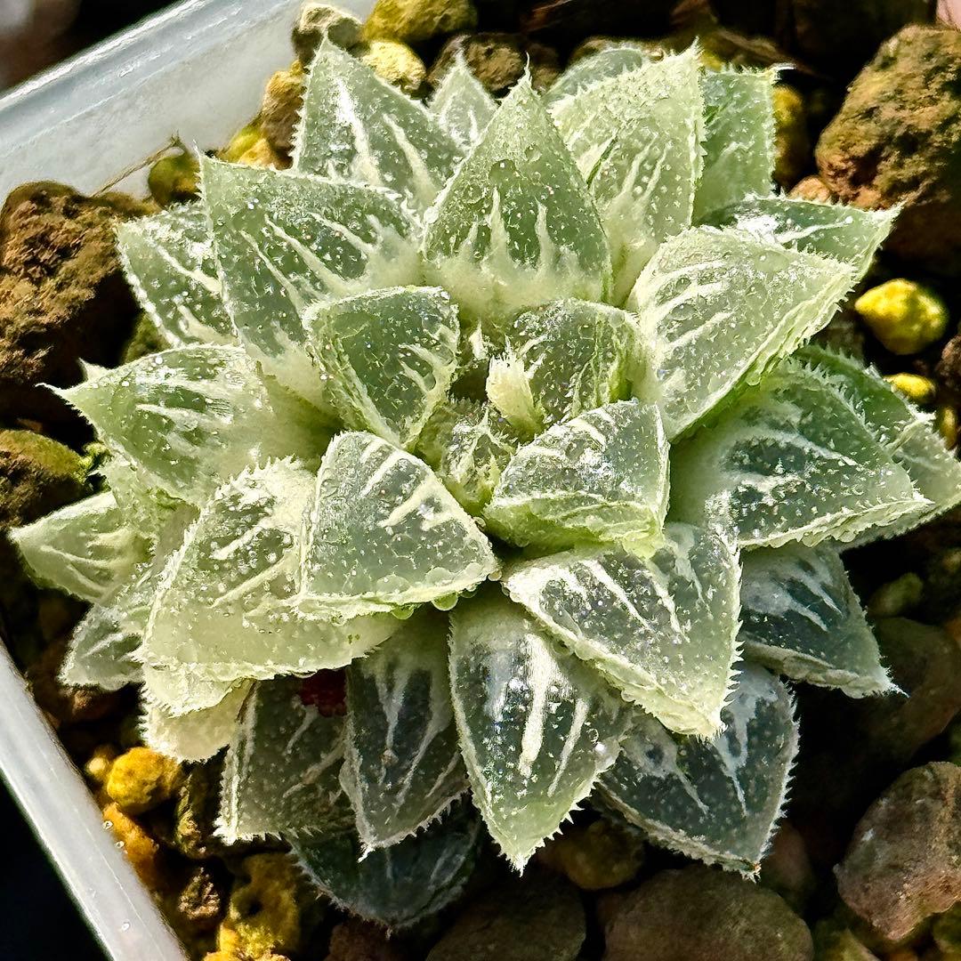 鯖*！様 氷砂糖錦　完璧な糊斑　子株付き　ハオルチア　観葉植物　55