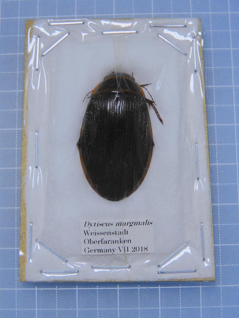 標本 Germany Dyisus margimalis 31mm