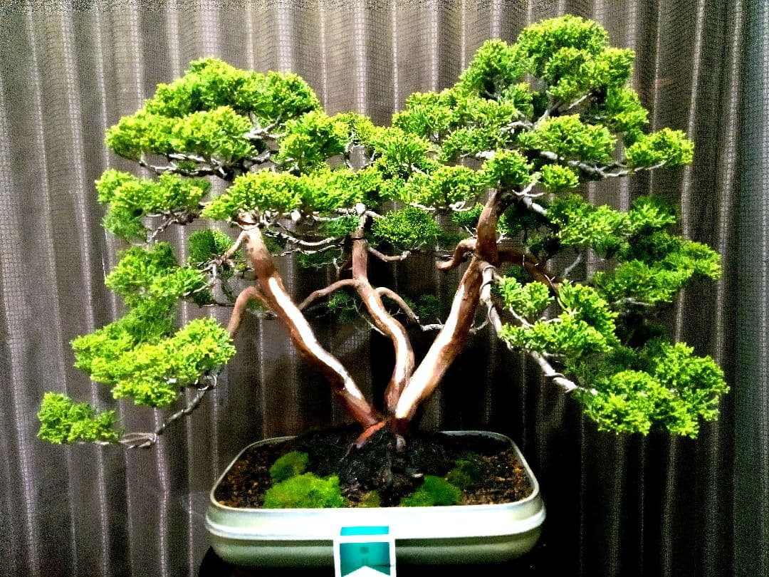 【樹齢 50年超　真柏盆栽】　　　⭕堂々たる一品です❗