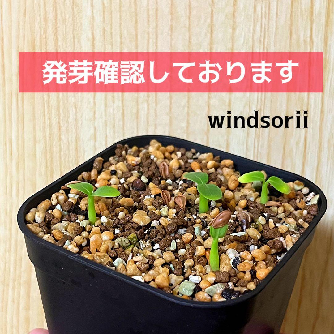 超新鮮　パキポディウム　ウィンゾリー　種子　7月下旬採種　50粒　塊根植物