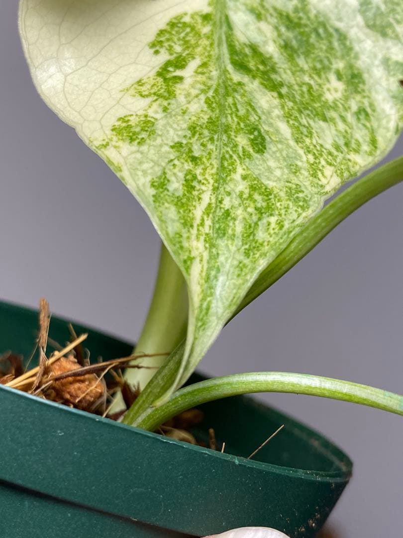 ご*ん様 【斑入り強め✨】モンステラ　デリシオーサ　レガシー　斑入り　希少　人気