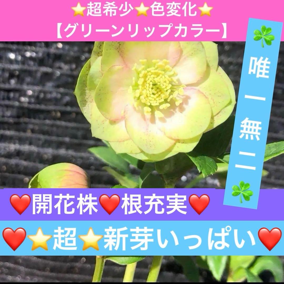 ヒ*イ様 ☘️ 唯一無二❤️開花株❤️根充実❤️⭐️超⭐️沢山新芽❤️797超希