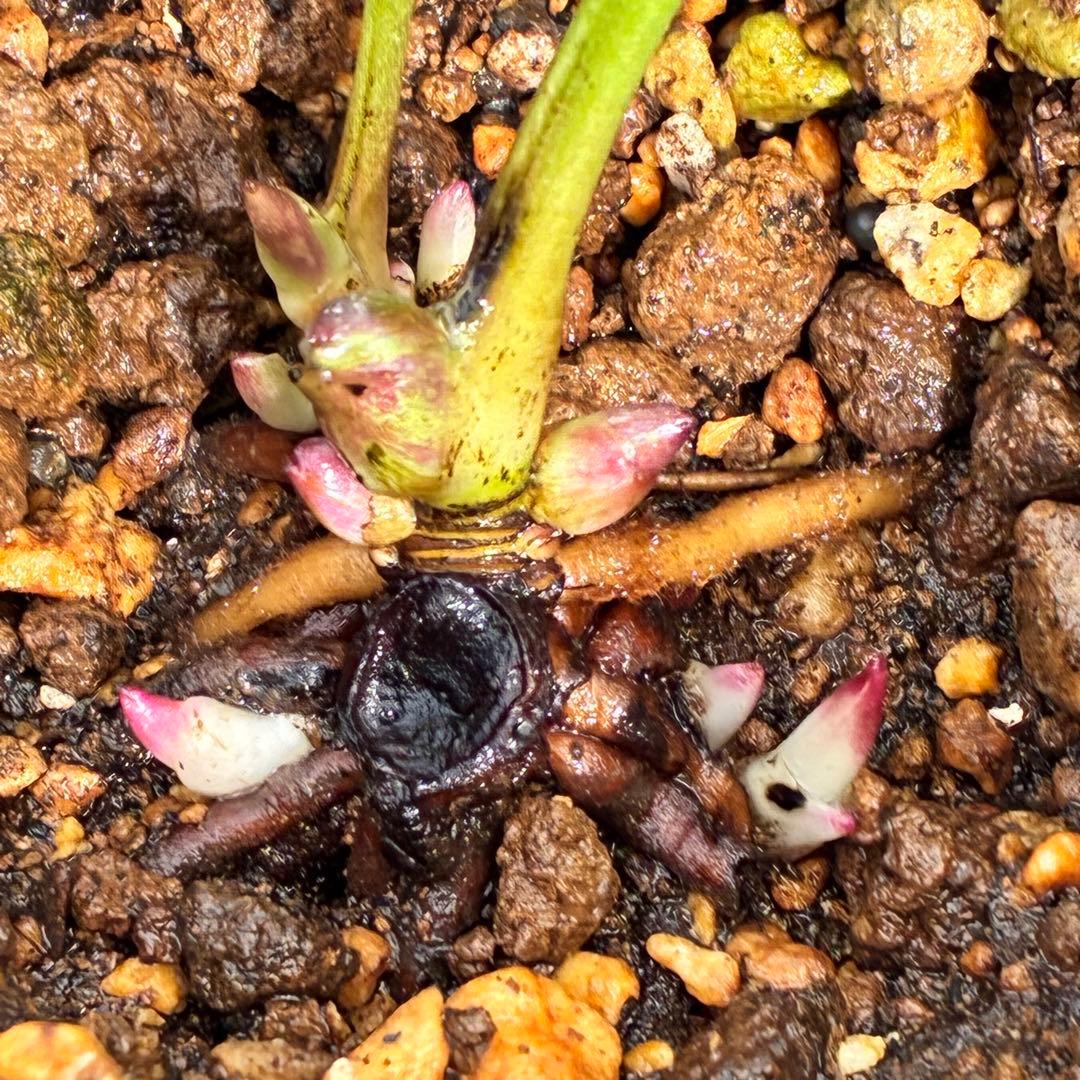 ヒ*イ様 ☘️ 唯一無二❤️開花株❤️根充実❤️⭐️超⭐️沢山新芽❤️797超希