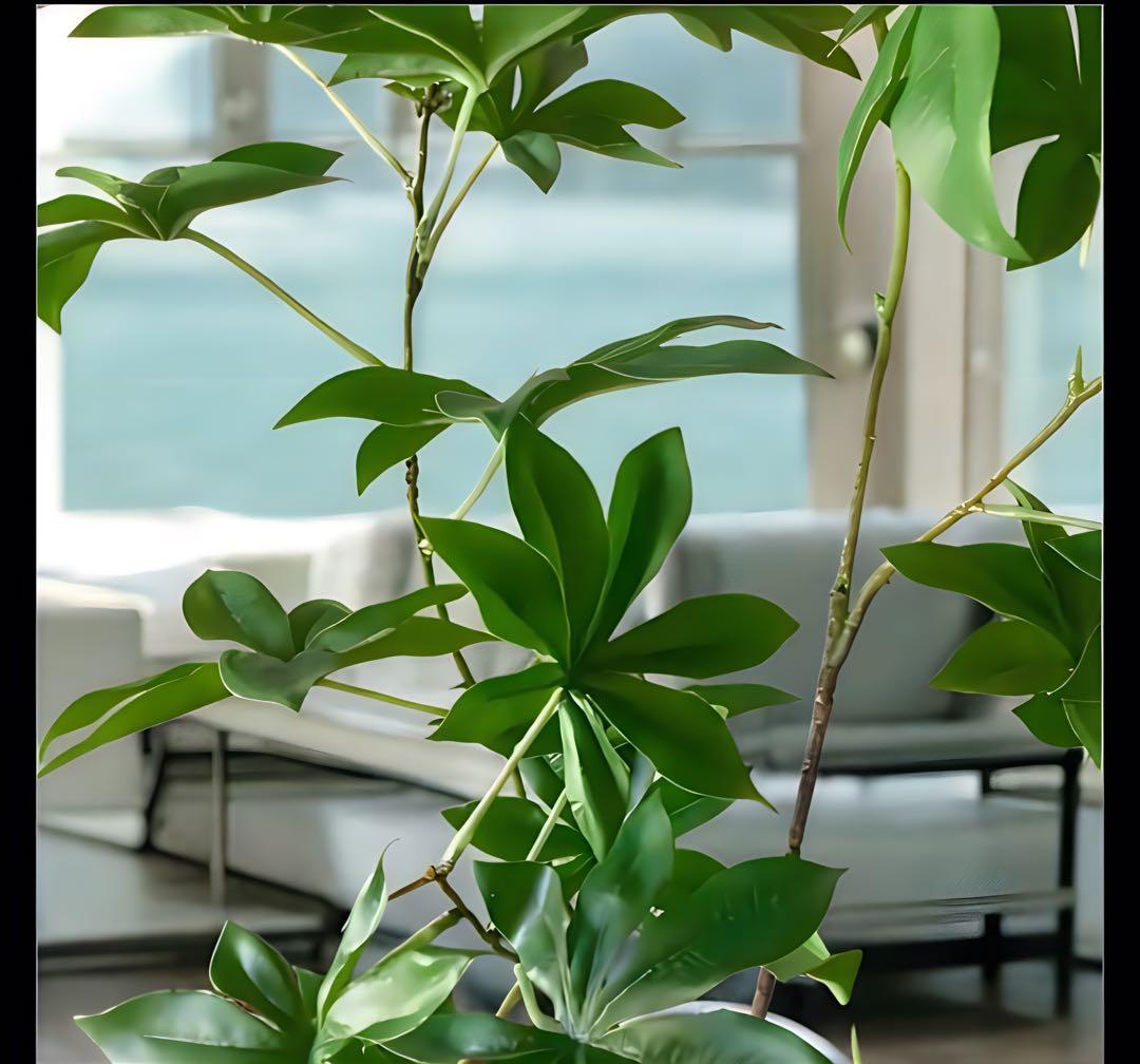 光触媒　人工観葉植物　ウォールグリーン　フェイクグリーン　サバンナバオバブ