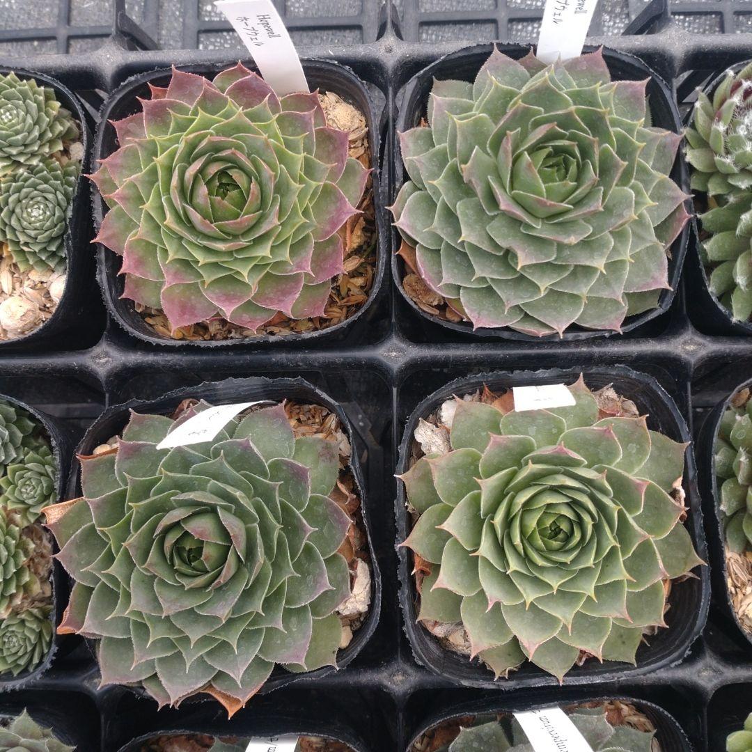 1ポット410円〜 センペルビウム26年1月 その9