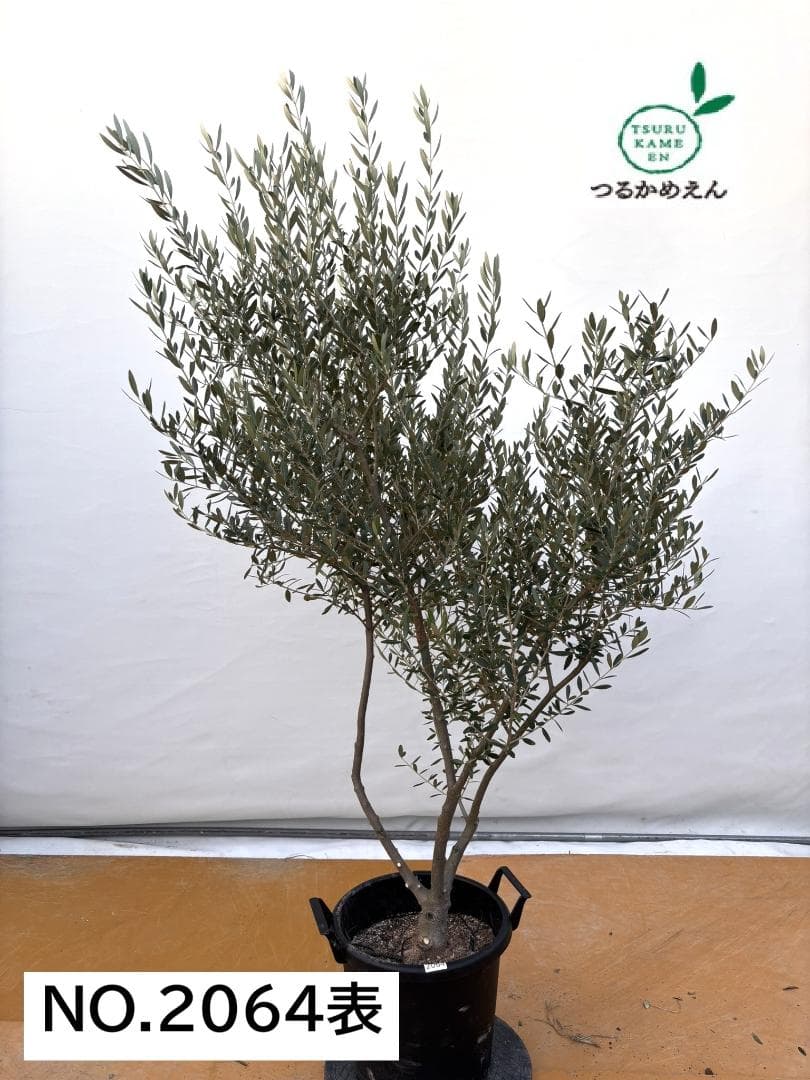オリーブの木　ネバディロブランコ　約180cm　NO.2064　大型　人気　現品