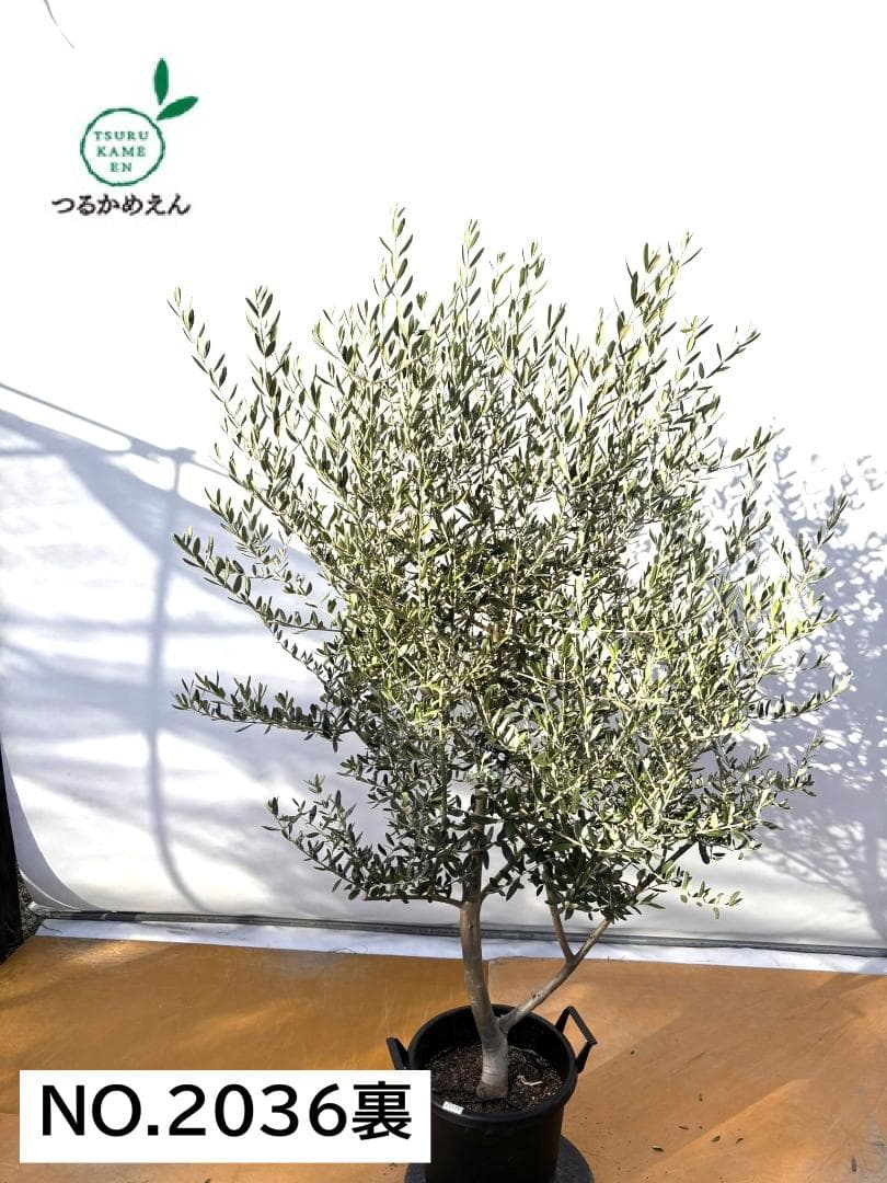 オリーブの木　コレッジョラ　約190cm　NO.2036　大型　現品掲載