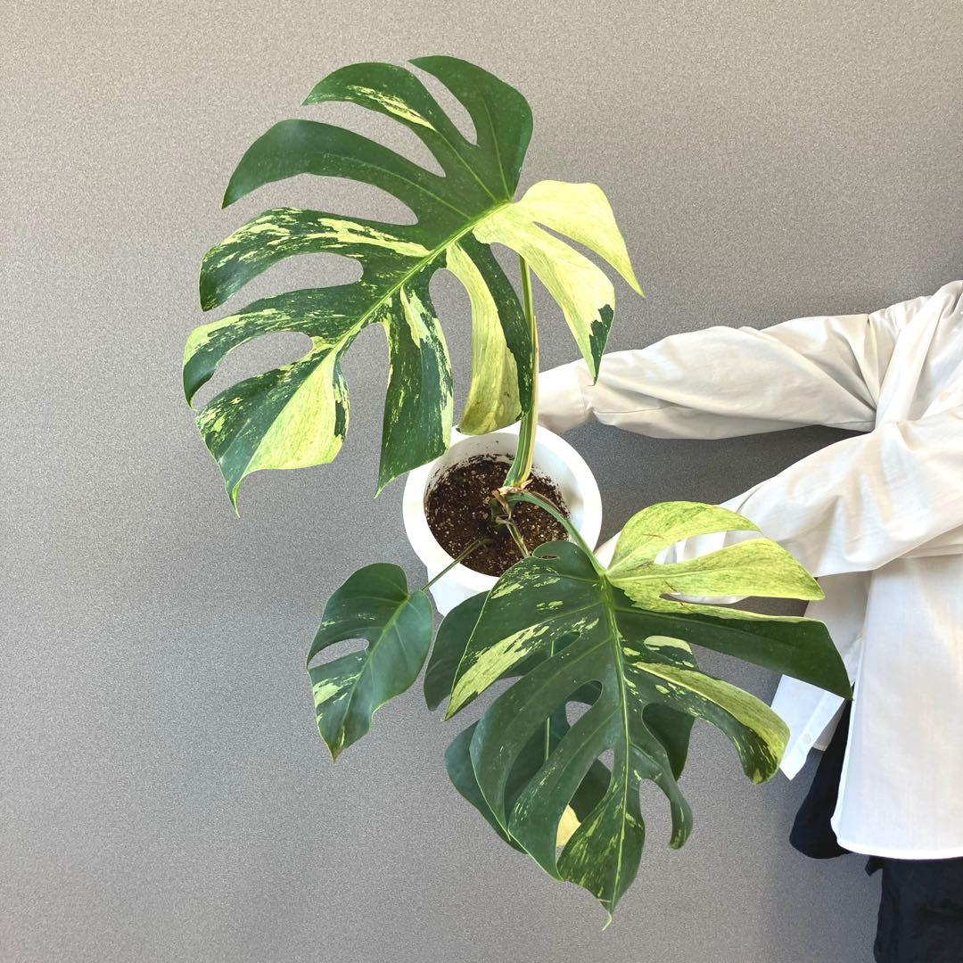 超絶希少❗️モンステラ　デリシオーサミント✨