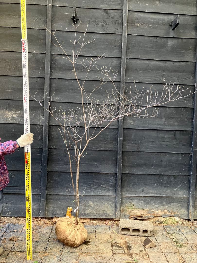 72 山採り　バイカツツジ