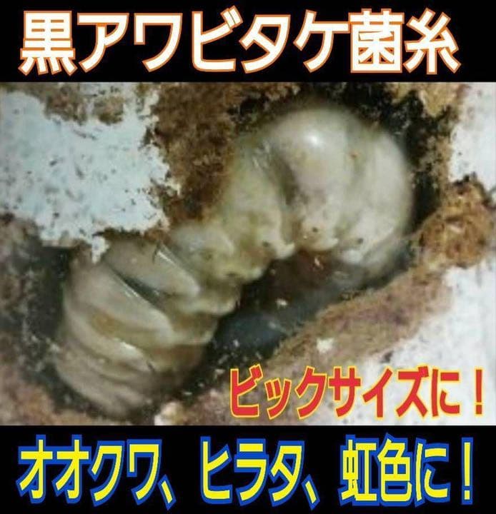 極上！黒アワビタケ菌糸瓶【8本】初令、2令に最適なサイズ！ニジイロクワガタに！