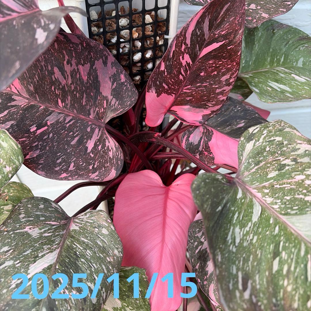 極上樹形 フィロデンドロンピンクプリンセスギャラクシー