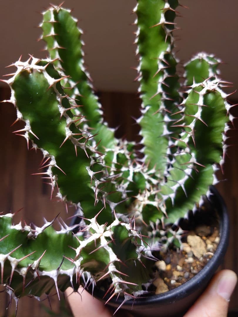 ユーフォルビア ムランジーナ