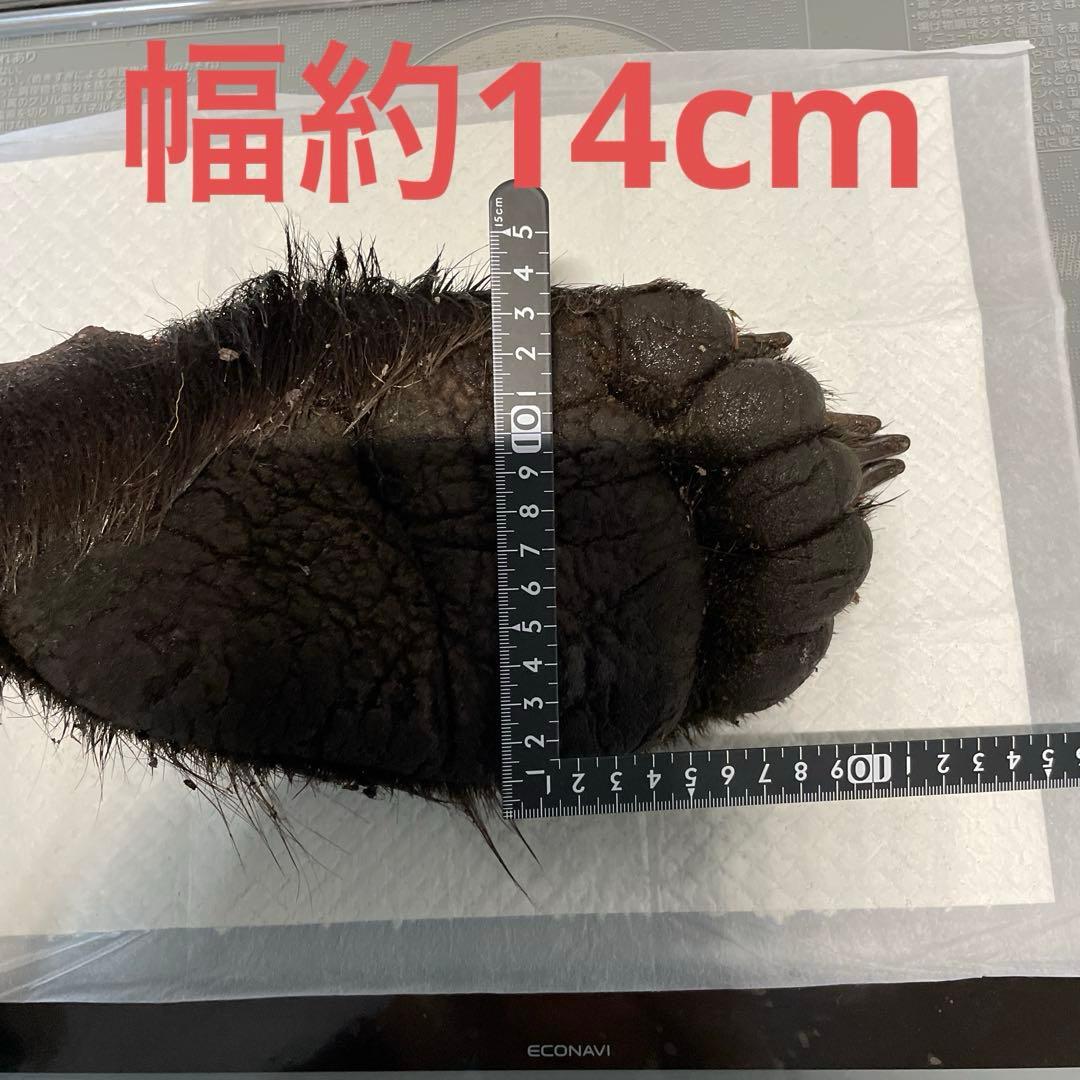 ヒグマ後ろ足、オス、幅14cm、長さ32cm冷凍品（クール便発送）