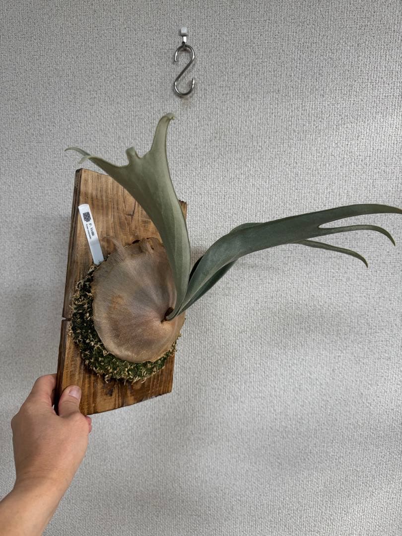 P. vellii ベリー　ビカクシダ　子株　oc株