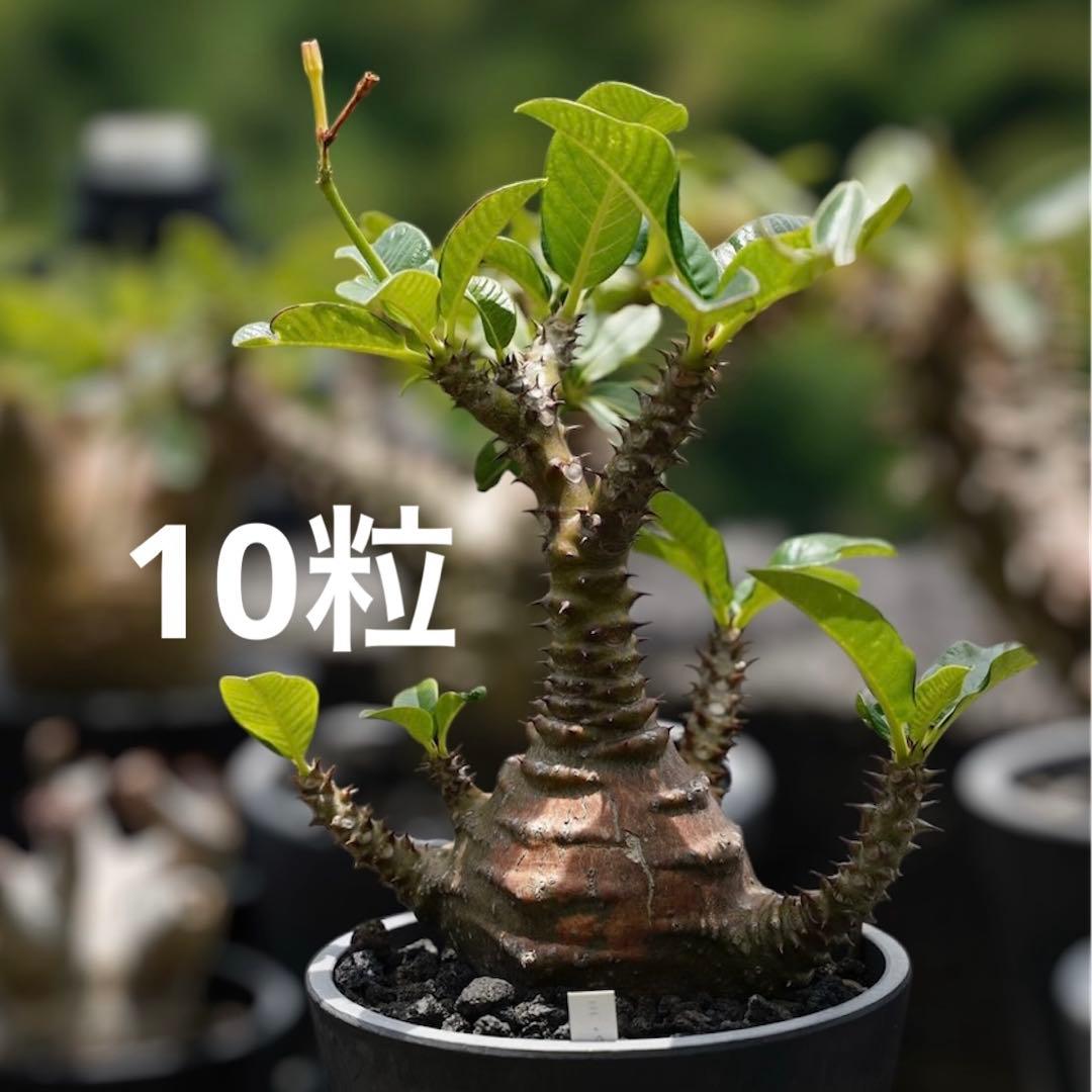 超新鮮　自家採種　パキポディウム　ウィンゾリー　種子　10粒　塊根植物