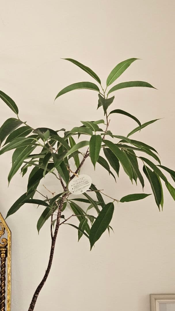 フィカス アムステルダムキング　曲がり　 観葉植物