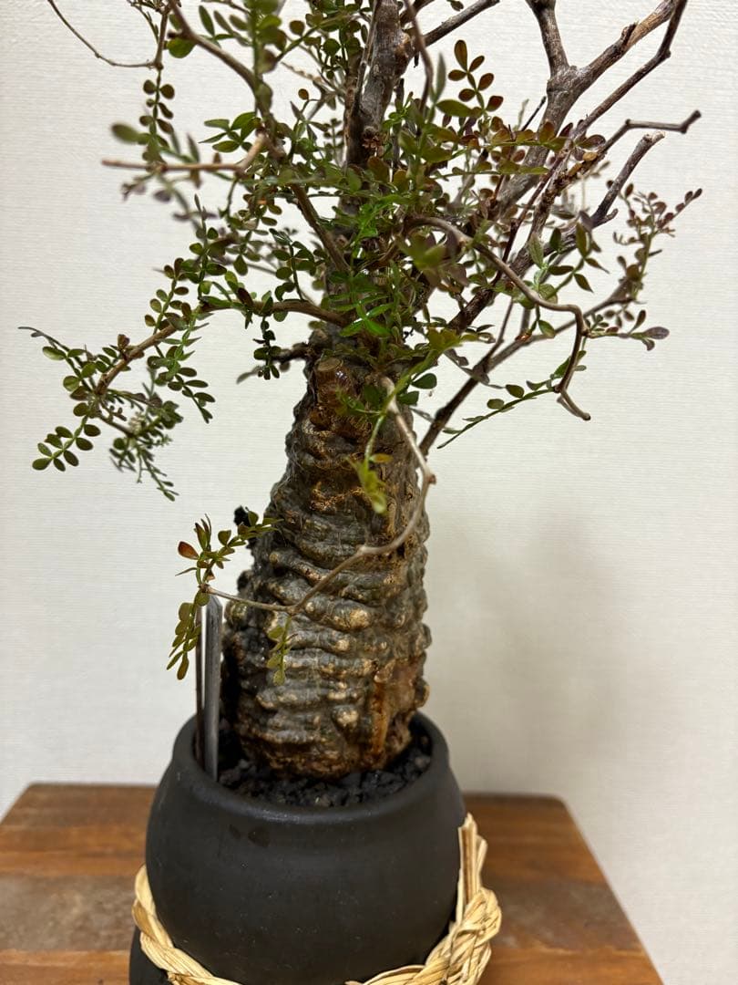 オペルクリカリア　パキプス　現地球発根済み