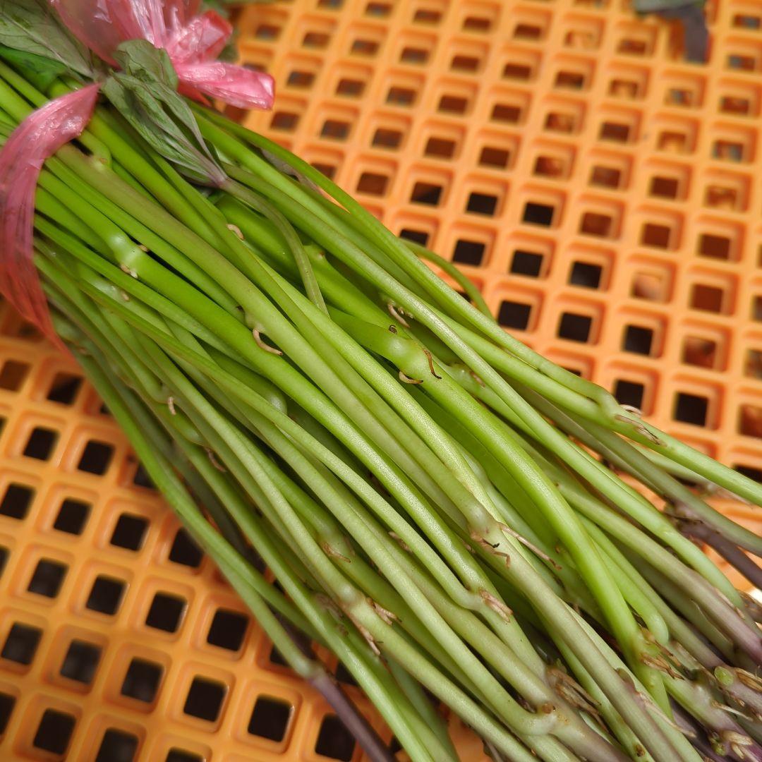 たぬきポケット　千葉県産 さつまいも 苗 安納芋