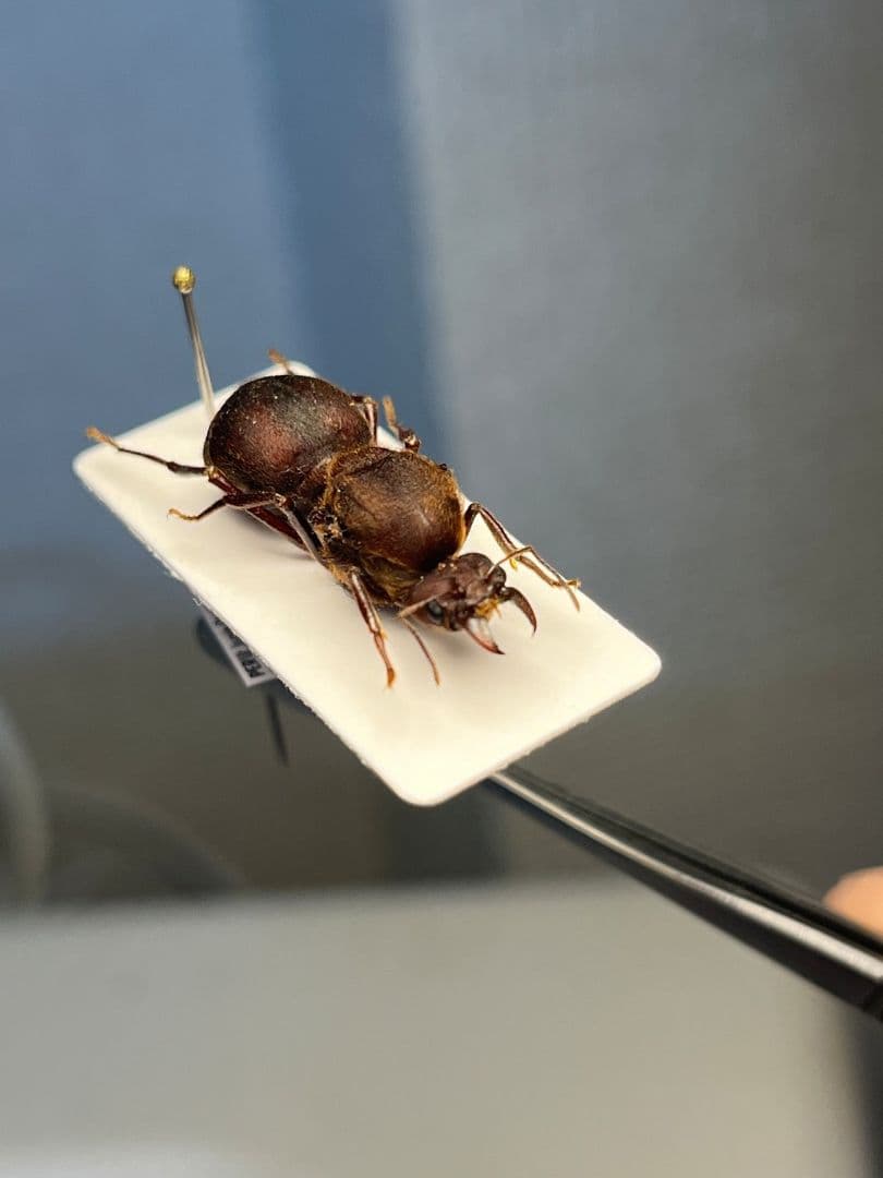 【25mm】ハキリアリの女王標本　Atta cephalotes？ パラポネラ