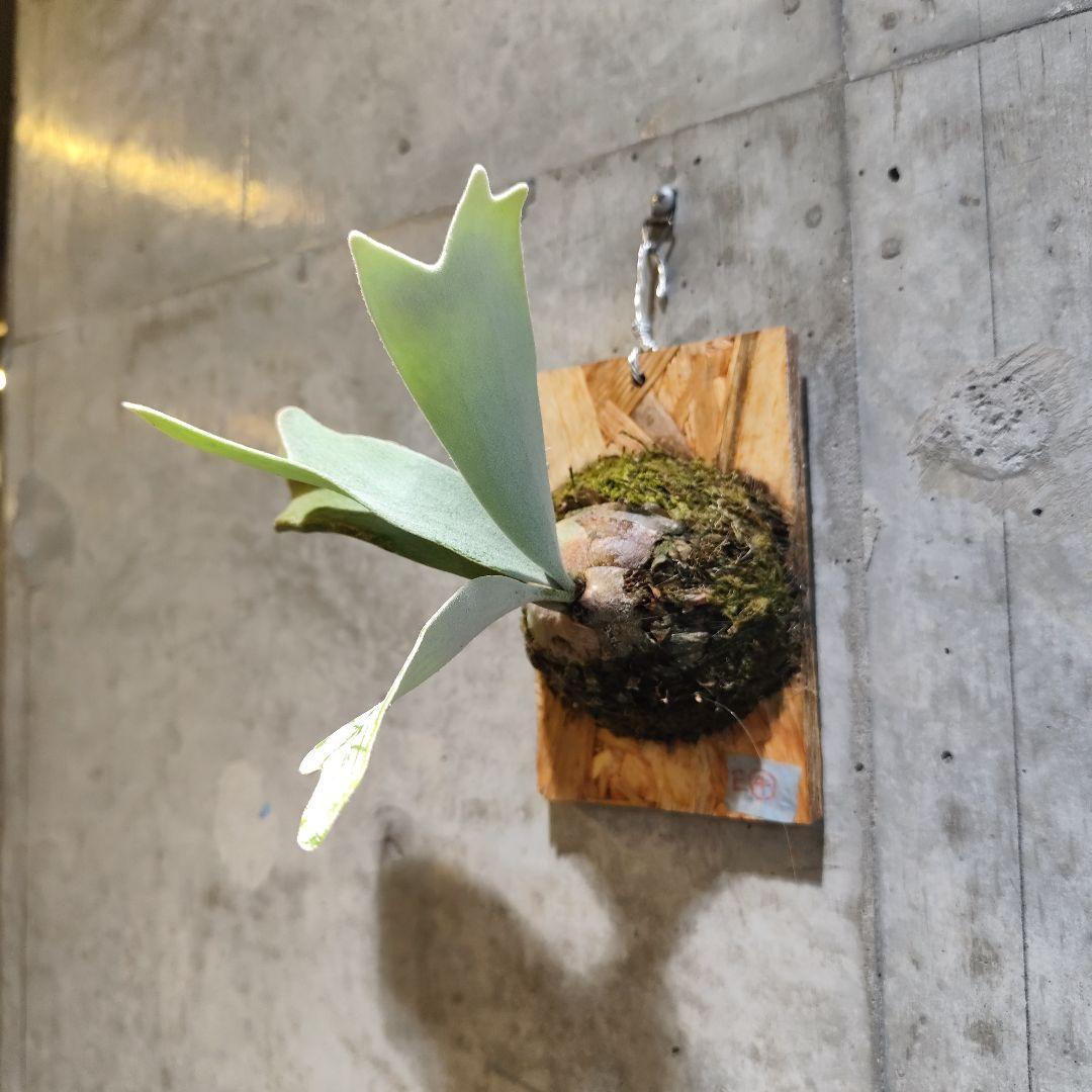 ビカクシダ エルサ Elsa oc株 子株④