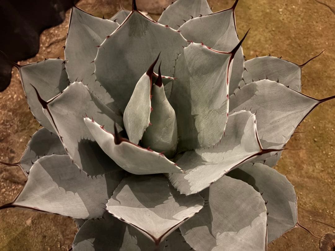 太*ん様 大株 約40センチ 【US産/300円スタート】トランカータ　ハンティ